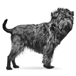 Affenpinscher : A faithful and affectionate companion, find the dog that suits you