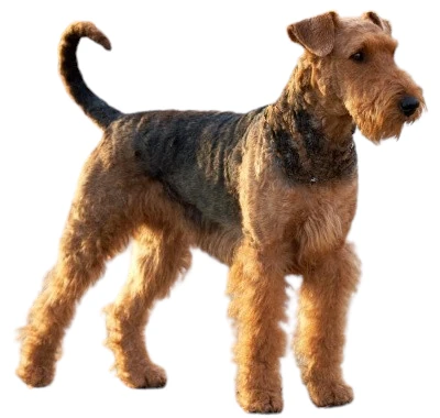 Dog Airedale Terrier