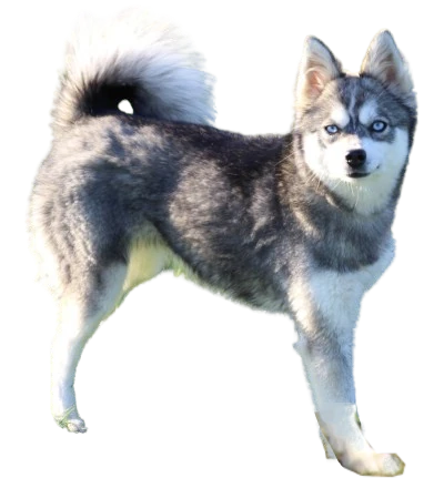 Alaskan Klee Kai: Behavior, Care and Characteristics