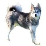 Alaskan Klee Kai : A faithful and affectionate companion, find the dog that suits you