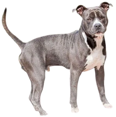 American Pit Bull Terrier: Behavior, Care and Characteristics