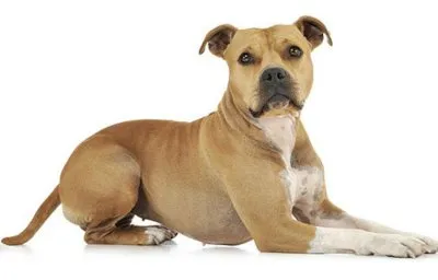 Dog American Staffordshire Terrier