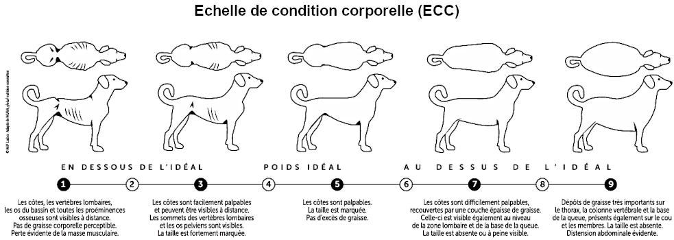 Body Condition Score (BCS)