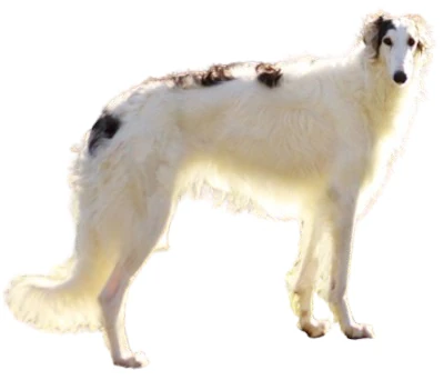 Borzoi or Russian Greyhound