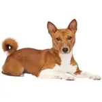 Basenji : A faithful and affectionate companion, find the dog that suits you