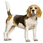 The Beagle : A faithful and affectionate companion, find the dog that suits you