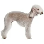 Bedlington Terrier : A faithful and affectionate companion, find the dog that suits you