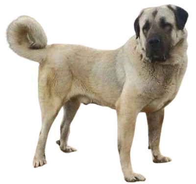 Berger d'Anatolie ou Kangal : Un compagnon fidèle et affectueux, trouvez ici le chien qui vous correspond