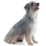 Pyrenean Sheepdog : A faithful and affectionate companion, find the dog that suits you