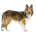 Shetland Sheepdog : A faithful and affectionate companion, find the dog that suits you