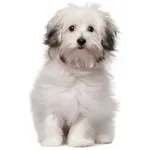 Bichon Bolognese : A faithful and affectionate companion, find the dog that suits you