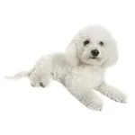 Bichon frise : A faithful and affectionate companion, find the dog that suits you