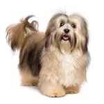 Havanese : A faithful and affectionate companion, find the dog that suits you