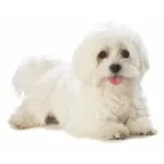 Bichon Maltese : A faithful and affectionate companion, find the dog that suits you