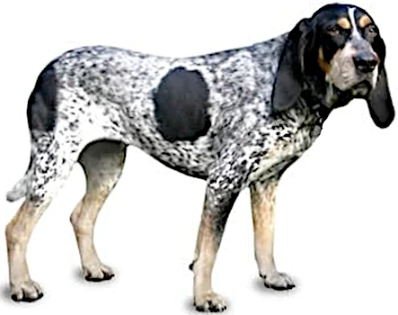 Bluetick Coonhound