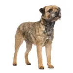 Border Terrier : A faithful and affectionate companion, find the dog that suits you