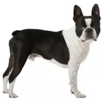 Boston Terrier : A faithful and affectionate companion, find the dog that suits you