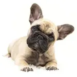 French Bulldog : A faithful and affectionate companion, find the dog that suits you