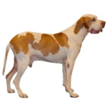 Ariege Pointer: The Elegant White of Pyrenean Hunts
