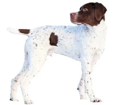 French Pointer Pyrenean type