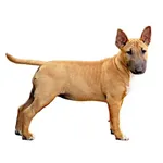 Miniature Bull Terrier : A faithful and affectionate companion, find the dog that suits you