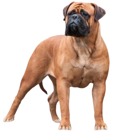 Bullmastiff : Tout savoir sur les Caractéristiques du Chien et son Entretien