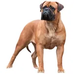 Bullmastiff : Comportement, Soins et Caractéristiques