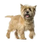 Cairn Terrier : A faithful and affectionate companion, find the dog that suits you