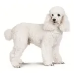 The Poodle : A faithful and affectionate companion, find the dog that suits you