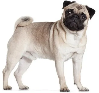 Dog Pug or carlin or Carlino