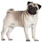 Pug or Carlino : A faithful and affectionate companion, find the dog that suits you