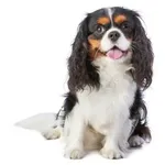 Cavalier King Charles Spaniel : A faithful and affectionate companion, find the dog that suits you