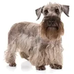 Cesky Terrier : A faithful and affectionate companion, find the dog that suits you