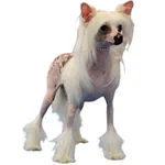 Chinese Crested Dog