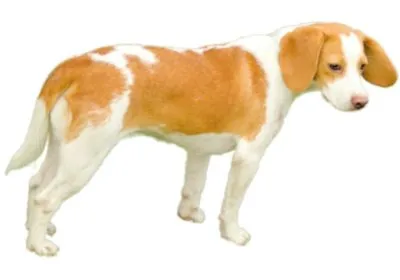 Dog Istrian Short-haired Hound