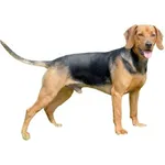 Chien Courant serbe : Comportement, Soins et Caractéristiques