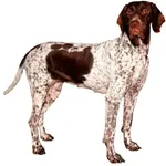 Chien d’arrêt danois ancestral : Comportement, Soins et Caractéristiques