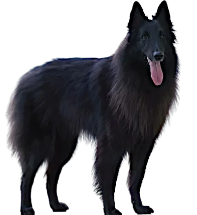 Belgian Shepherd Dog Groenendael: Behavior, Care and Characteristics