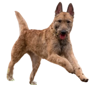 Belgian Shepherd Dog Laekenois: Behavior, Care and Characteristics