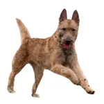 Chien de Berger Belge Laekenois : Comportement, Soins et Caractéristiques