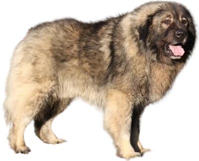 Yugoslavian Shepherd Dog of Charplanina