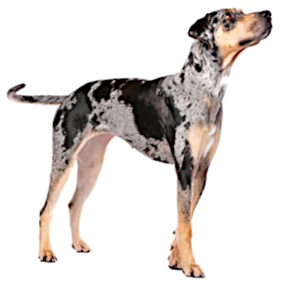 Chien Léopard de Catahoula