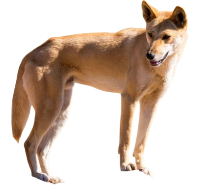 Carolina Dog