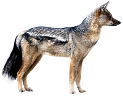 Side-Striped Jackal