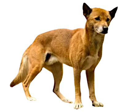 New Guinea Singing Dog