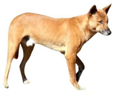 New Guinea Wild Dog