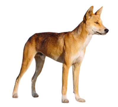 Dingo