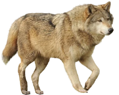 Eastern Wolf