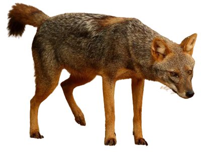 African Golden Wolf