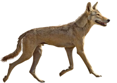 Indian Golden Jackal